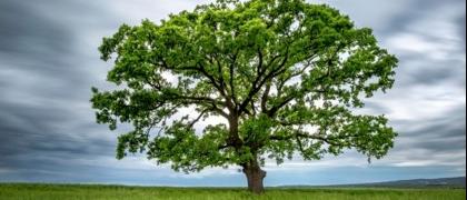 Licenciamento Ambiental